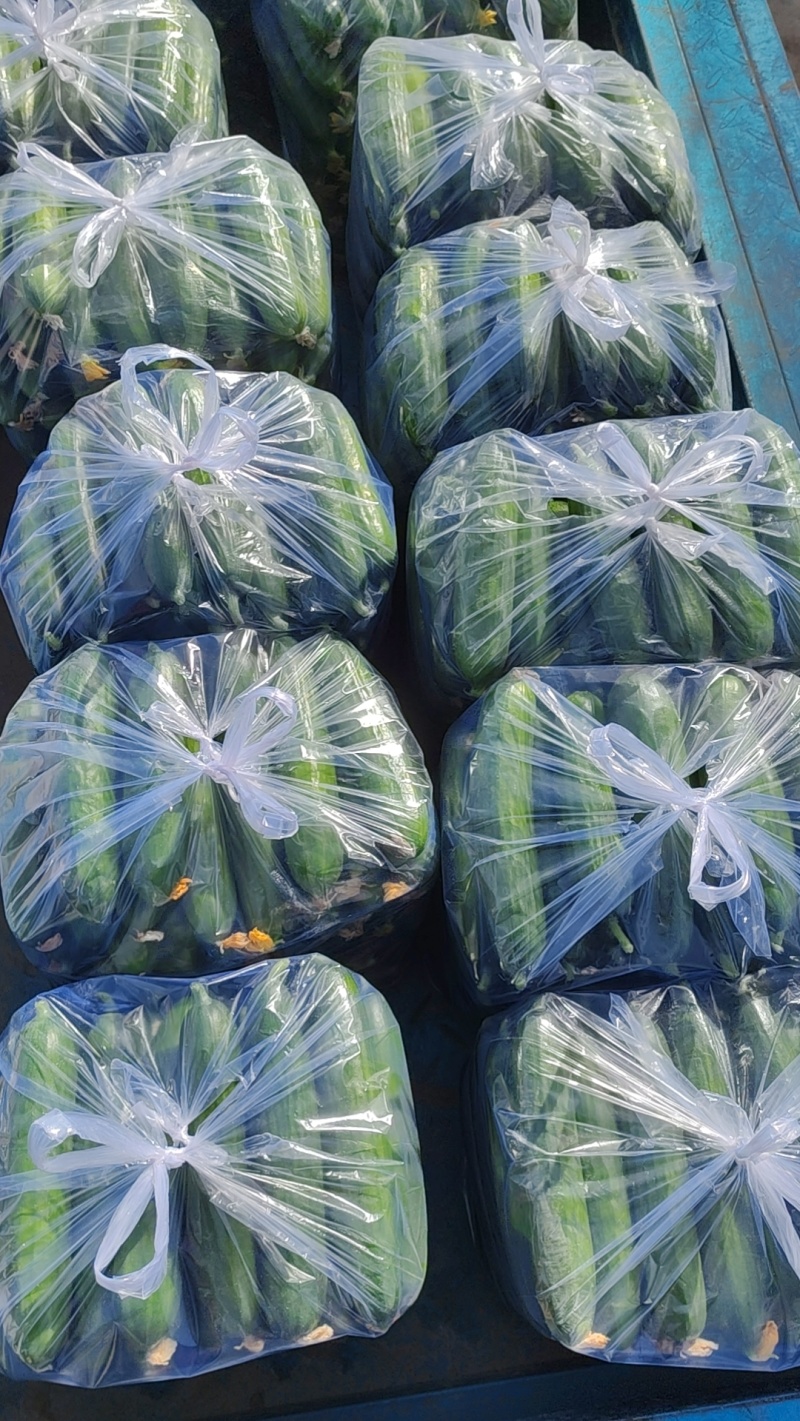 陕西大荔乳瓜现在大量上市，有需要的老板，电商可以来对接