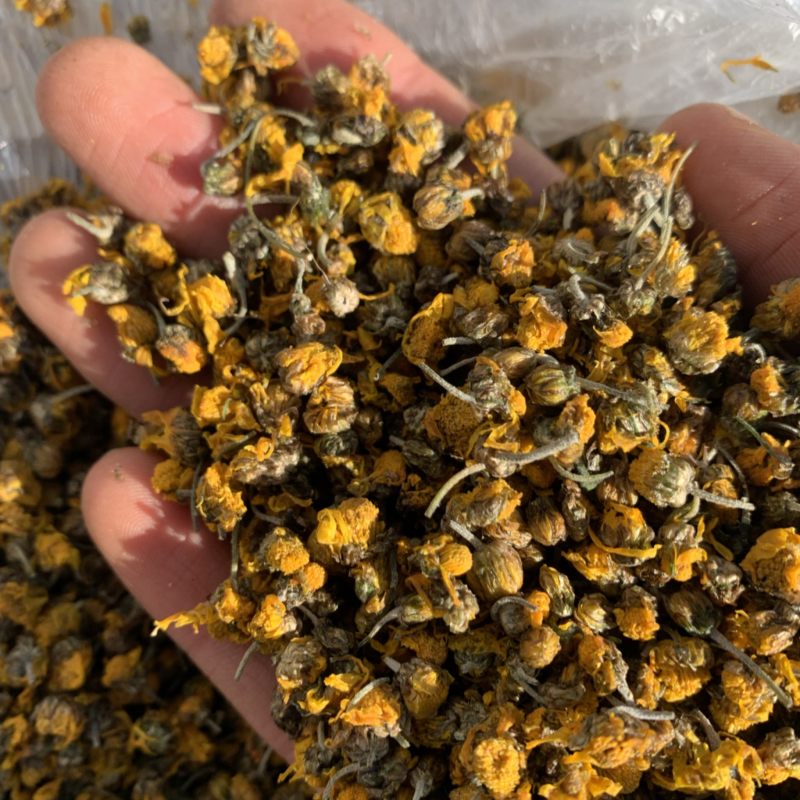 贵州野菊花茶品质好