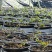 蓝莓基质种植基地专用