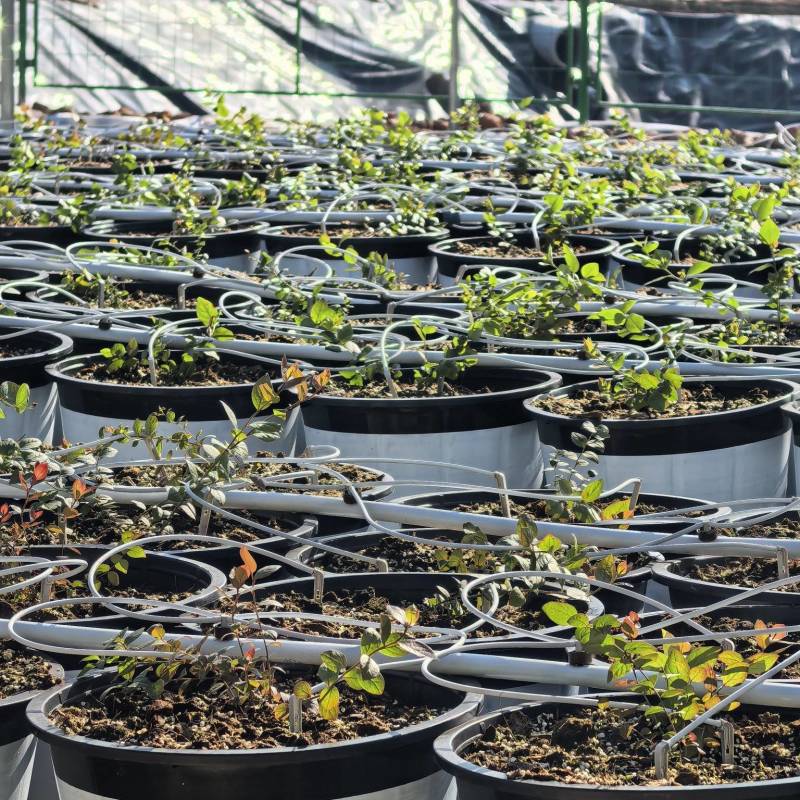 蓝莓基质种植基地专用