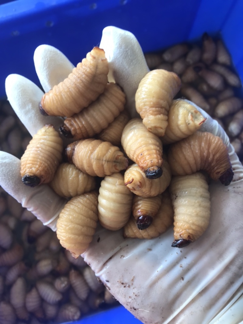 竹笋虫活虫