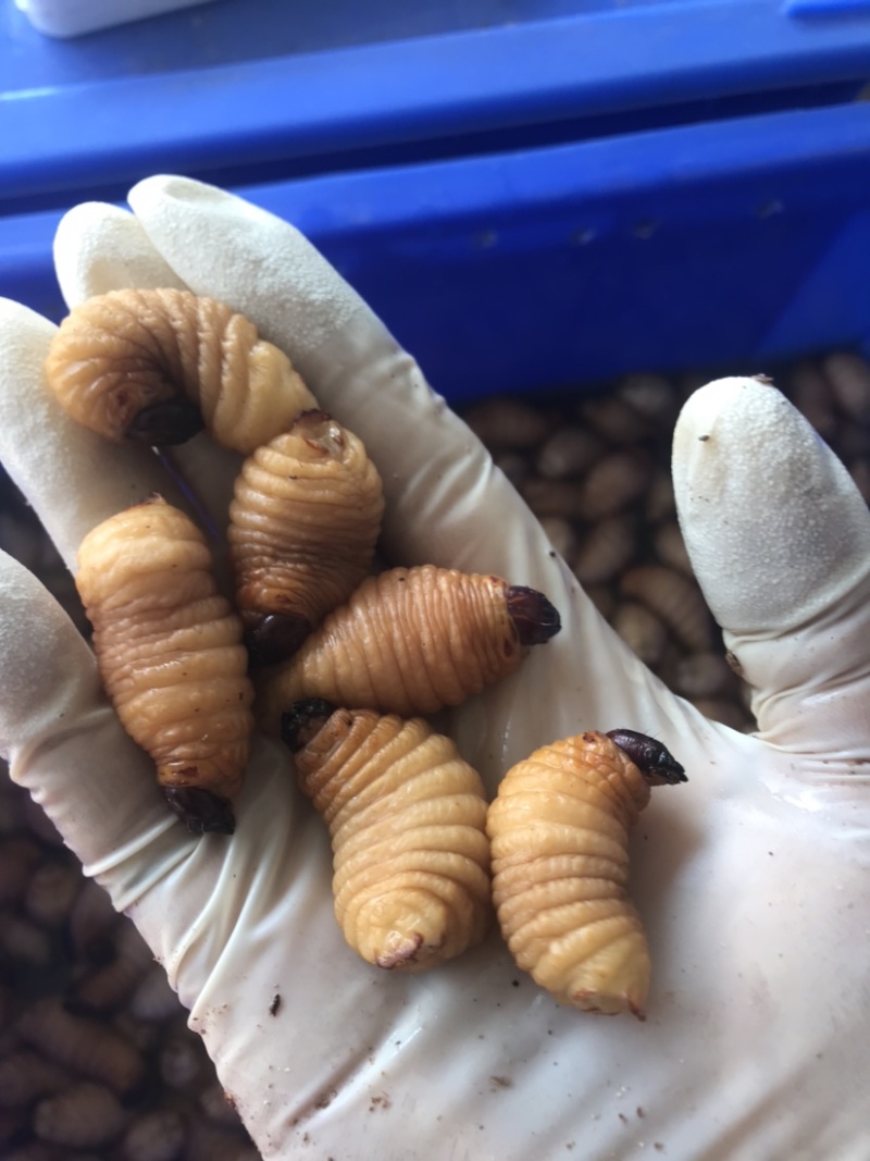 竹笋虫活虫