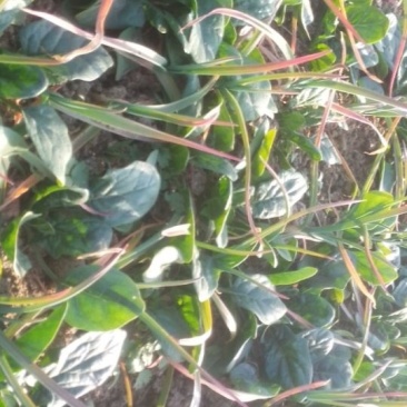 河南地皮菠菜