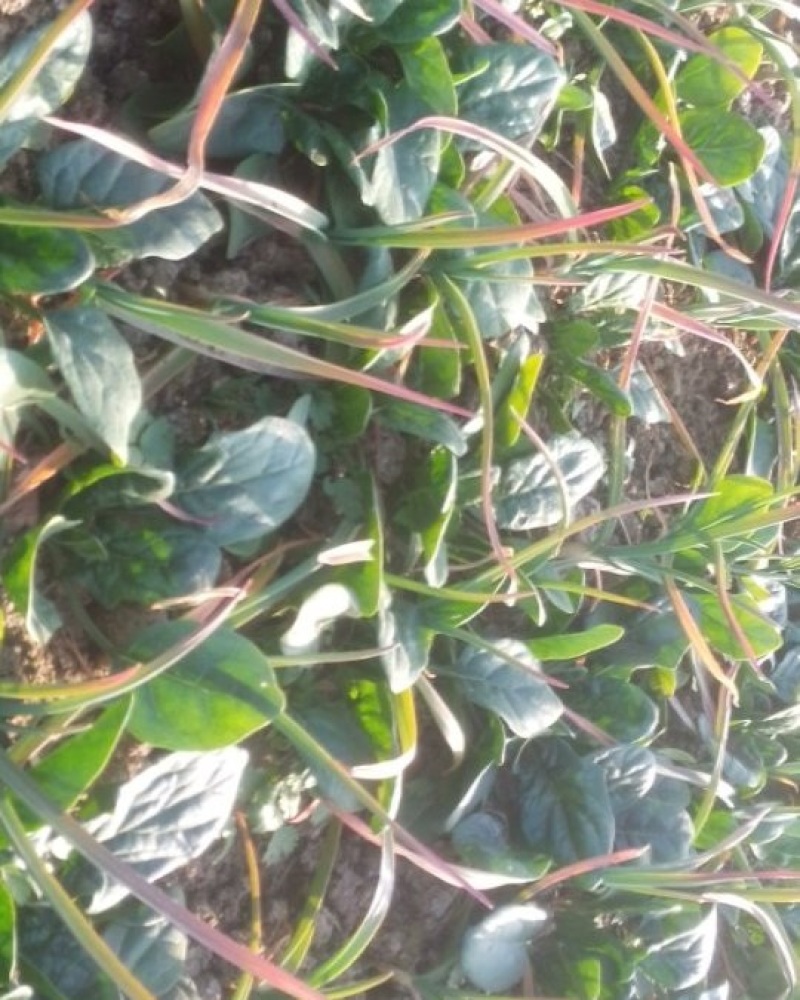 河南地皮菠菜