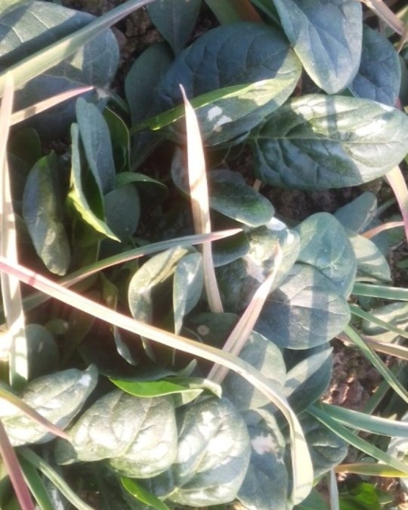 河南地皮菠菜