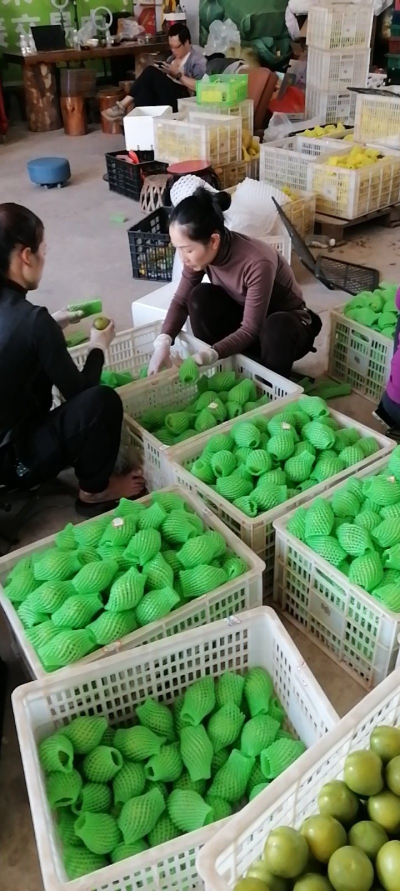西双版纳苹果枣