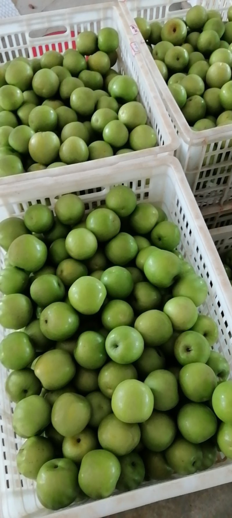 西双版纳苹果枣
