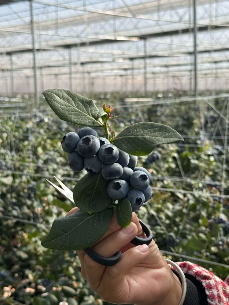 蓝莓基质种植基地专用