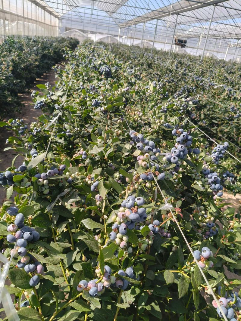 蓝莓基质种植基地专用