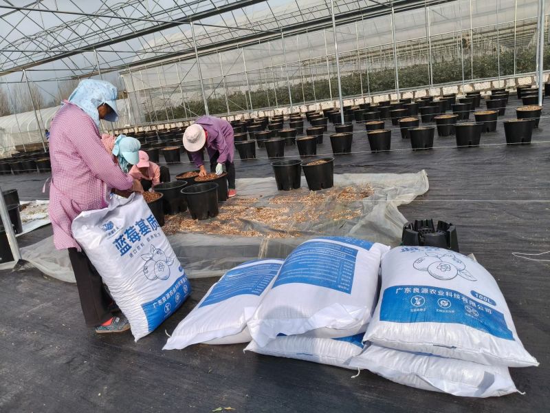 蓝莓基质种植基地专用