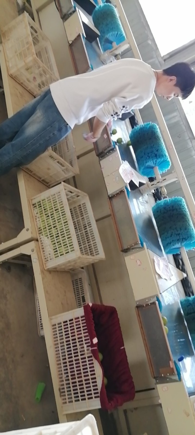 西双版纳苹果枣
