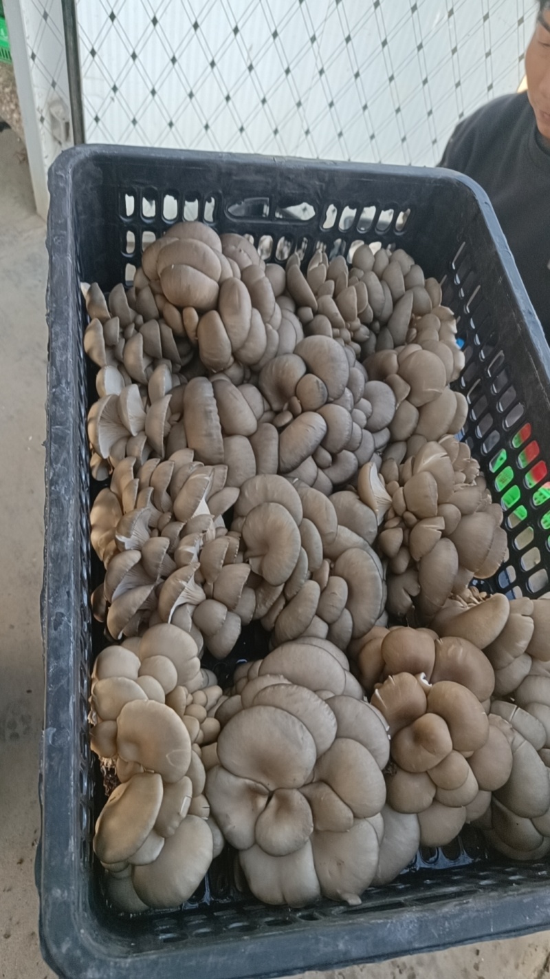精品鲜平菇产车直发，品质保证，常年有货，欢迎合作共赢！