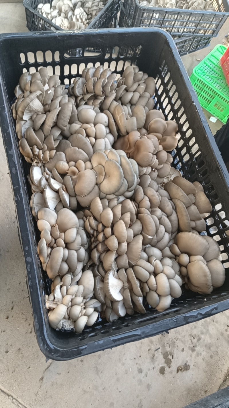 精品鲜平菇产车直发，品质保证，常年有货，欢迎合作共赢！