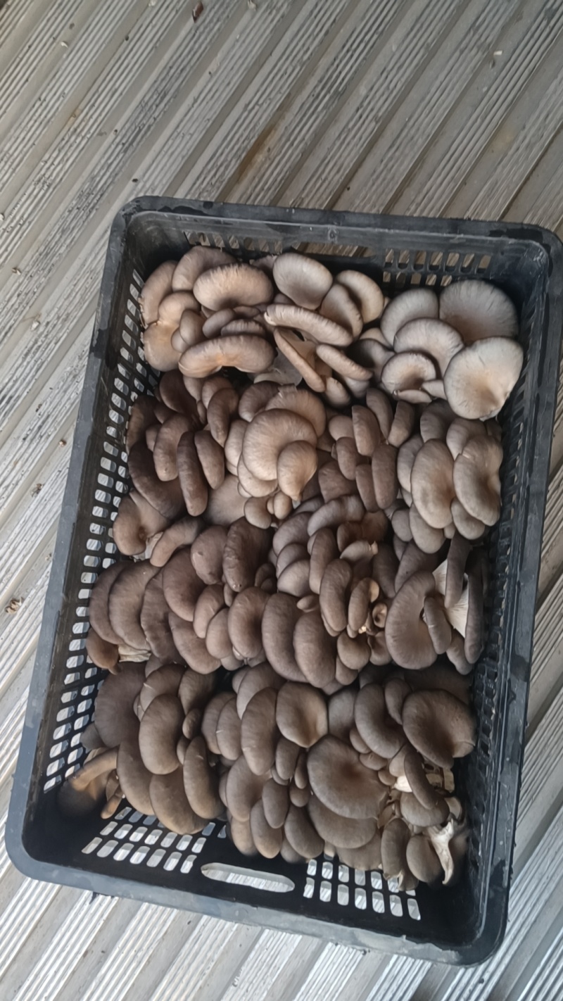 精品鲜平菇产车直发，品质保证，常年有货，欢迎合作共赢！