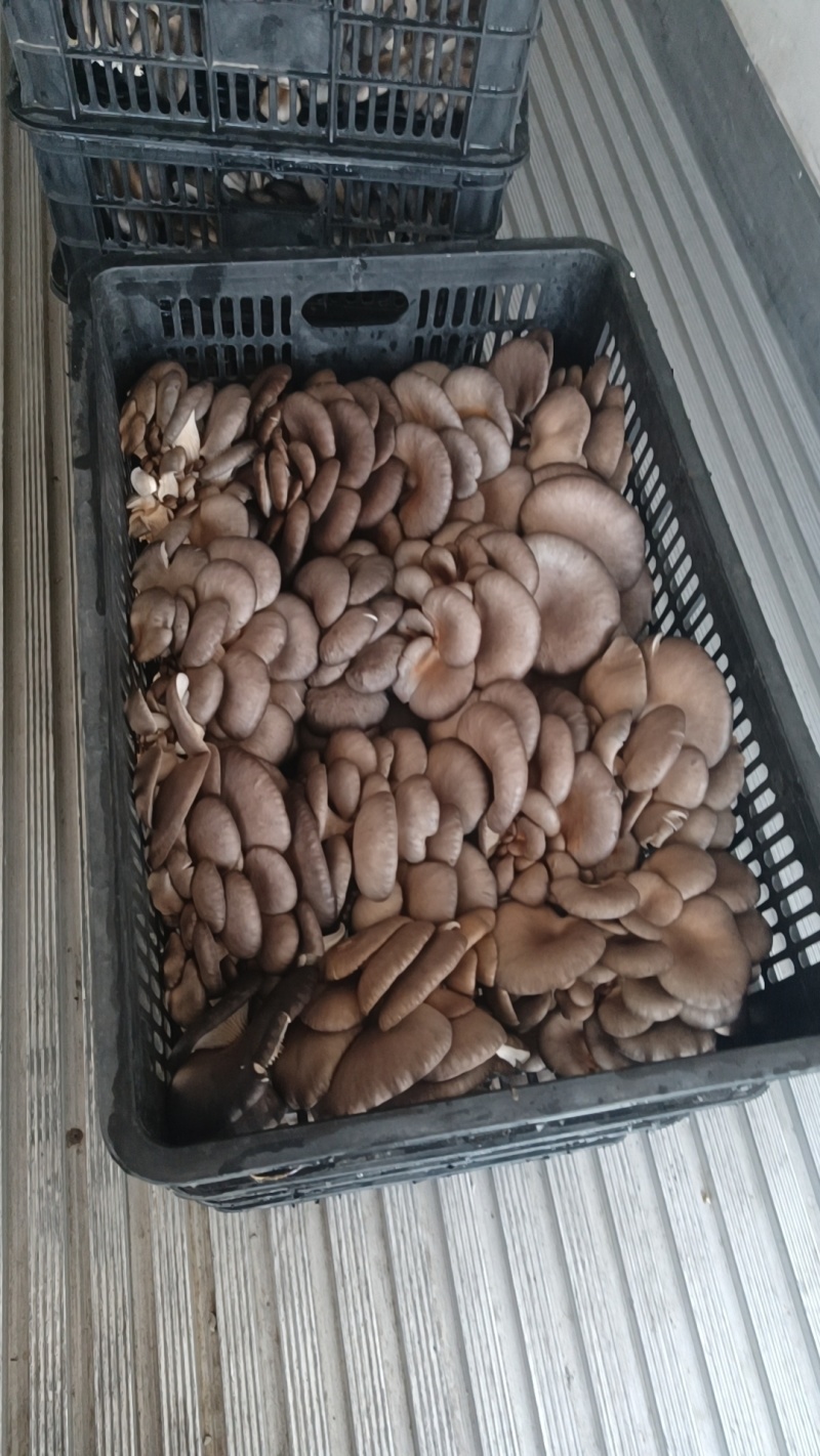 精品鲜平菇产车直发，品质保证，常年有货，欢迎合作共赢！