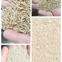 虾稻黄花占产区直发保质保量供货量大从优