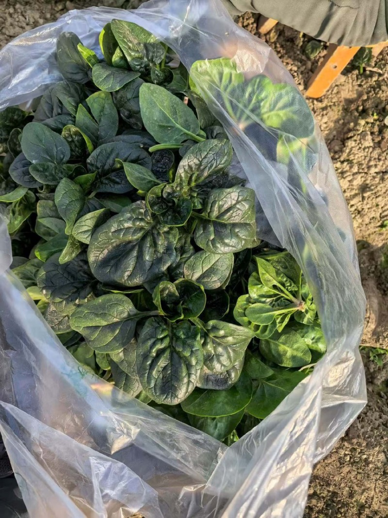 越冬趴地菠菜