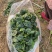 越冬趴地菠菜