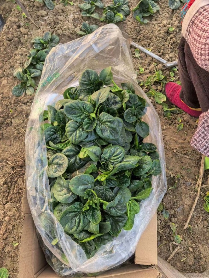 越冬趴地菠菜