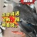 野鸭飞天老绿头正宗纯活野鸭视频看货