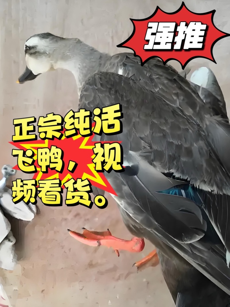 野鸭飞天老绿头正宗纯活野鸭视频看货