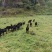 正宗放养黑山羊肉