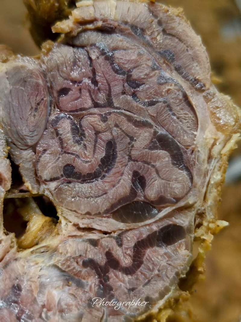 【熟牛肉】《五香牛排腱子肉》工厂直发/冷链运输保质保量