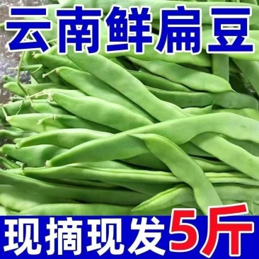 云南扁豆大量供应，产地直发，保质保量，诚信经营，可视频看货