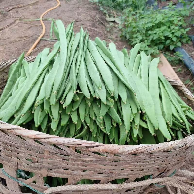云南扁豆大量供应，产地直发，保质保量，诚信经营，可视频看货