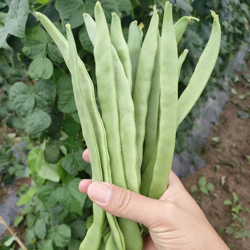 云南扁豆大量供应，产地直发，保质保量，诚信经营，可视频看货