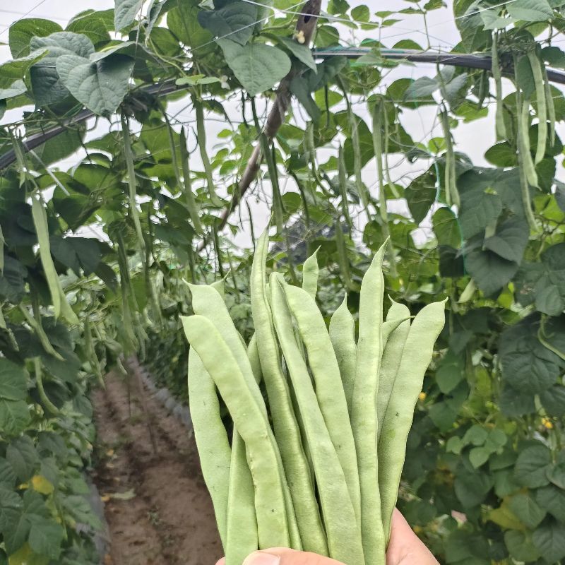 云南扁豆大量供应，产地直发，保质保量，诚信经营，可视频看货