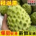 精品释迦果，一手货源，全国发货，可对接电商商超等，诚信经营
