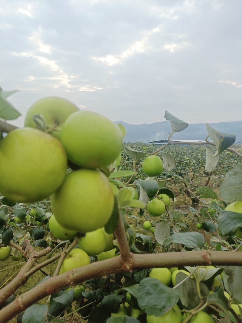 西双版纳牛奶苹果枣大果