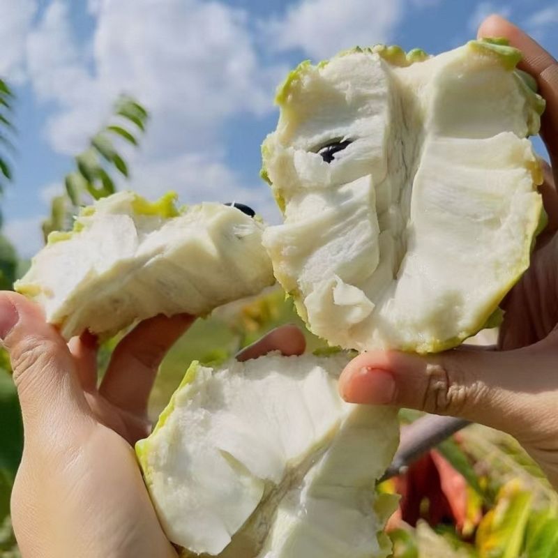 精品释迦果，一手货源，全国发货，可对接电商商超等，诚信经营