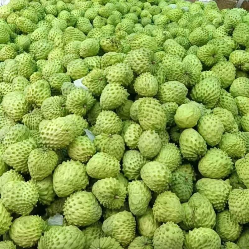 精品释迦果，一手货源，全国发货，可对接电商商超等，诚信经营