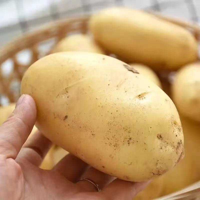 云南土豆黄皮土豆，对接各大商超，诚信经营，量大从优