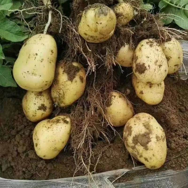 云南土豆黄皮土豆，对接各大商超，诚信经营，量大从优