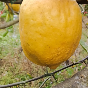 云南临沧云县香橼