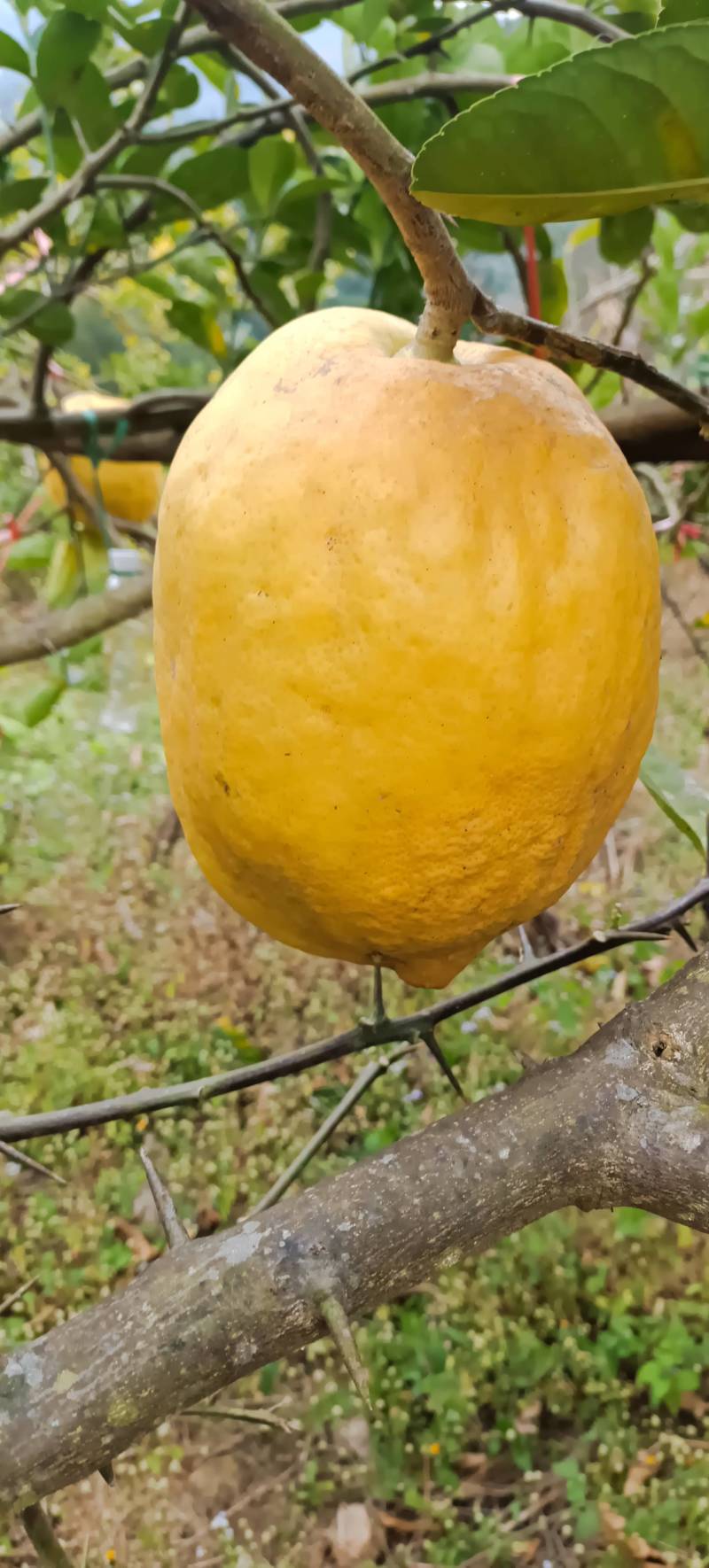 云南临沧云县香橼