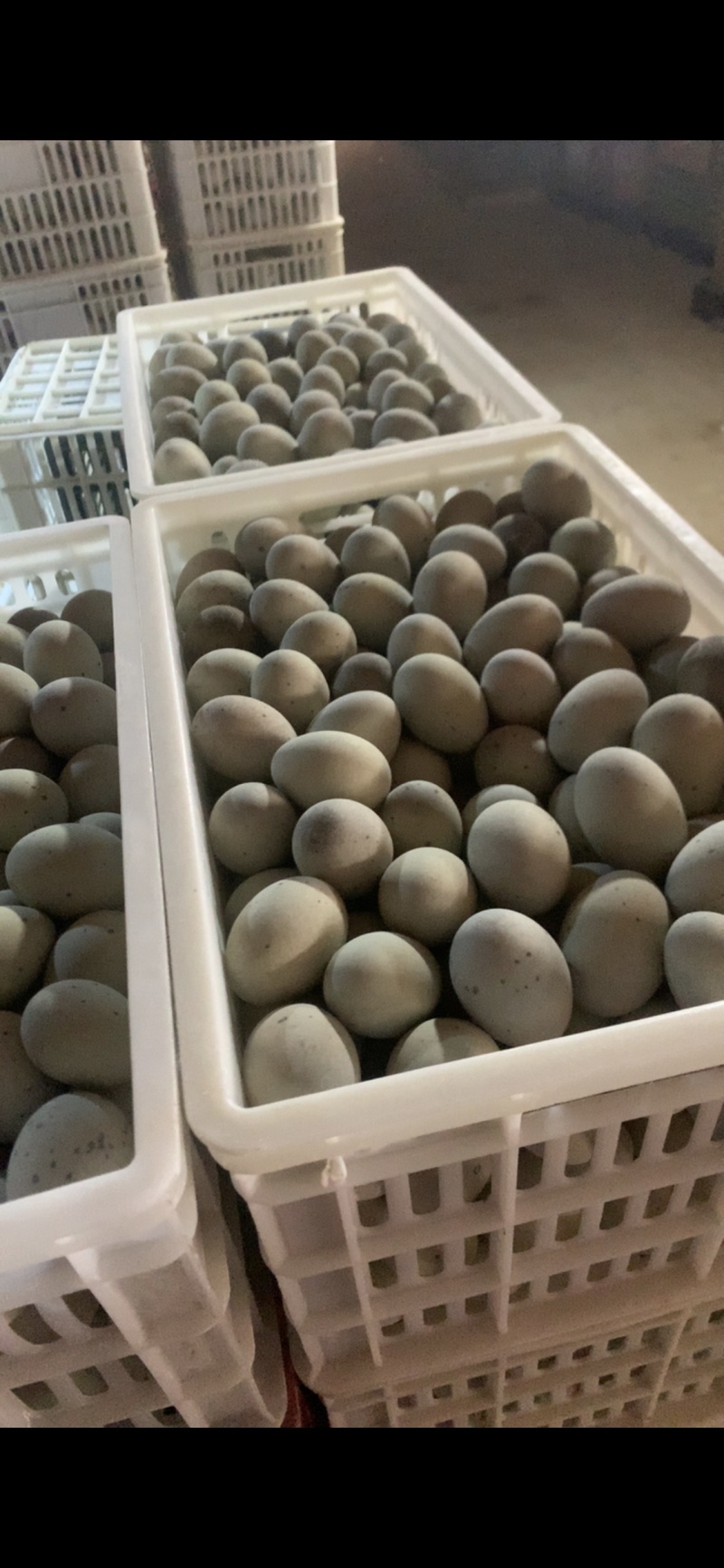 50-55克松花皮蛋大量出货