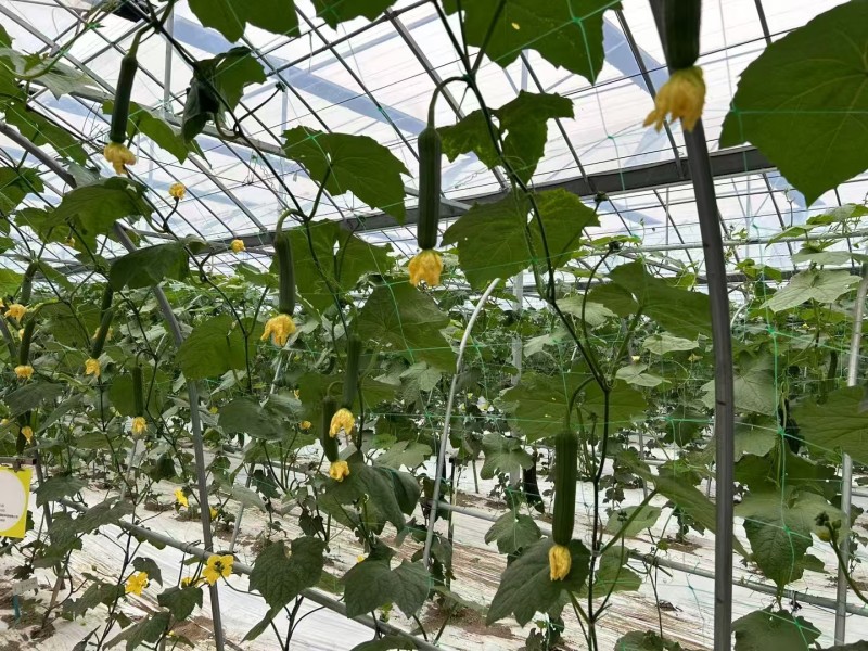 先丰香蕉丝瓜520丝瓜种子早熟油绿皮高产肉厚味浓短棒香丝