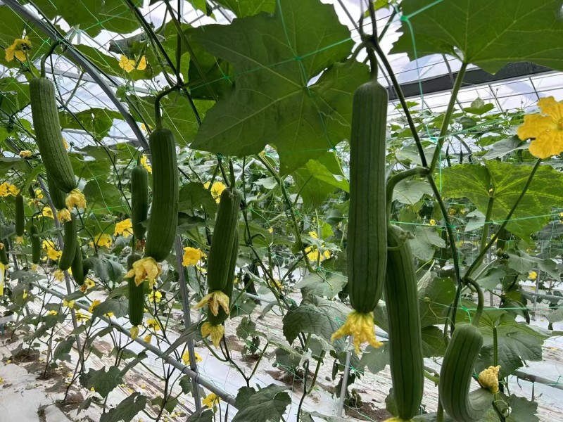 先丰香蕉丝瓜520丝瓜种子早熟油绿皮高产肉厚味浓短棒香丝