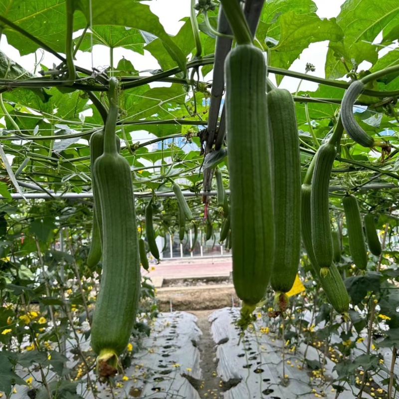 先丰香蕉丝瓜520丝瓜种子早熟油绿皮高产肉厚味浓短棒香丝