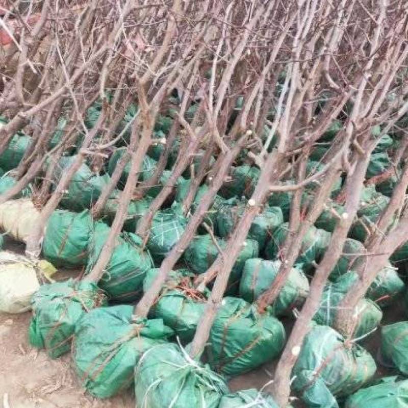 《诚信老店》冬枣苗枣树苗良心经营提供技术指导死苗补发