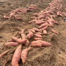 山东精品优质烟薯大量有货，欢迎全国各地老板实地考察