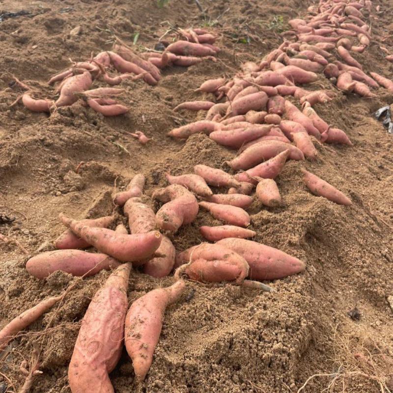 山东精品优质烟薯大量有货，欢迎全国各地老板实地考察