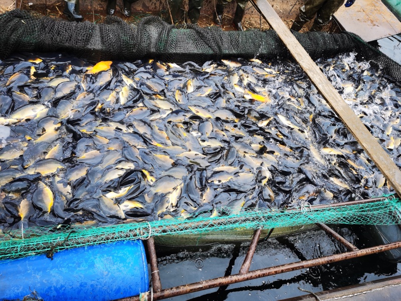 鸭绿江冷水鱼精品框镜德国镜鲤