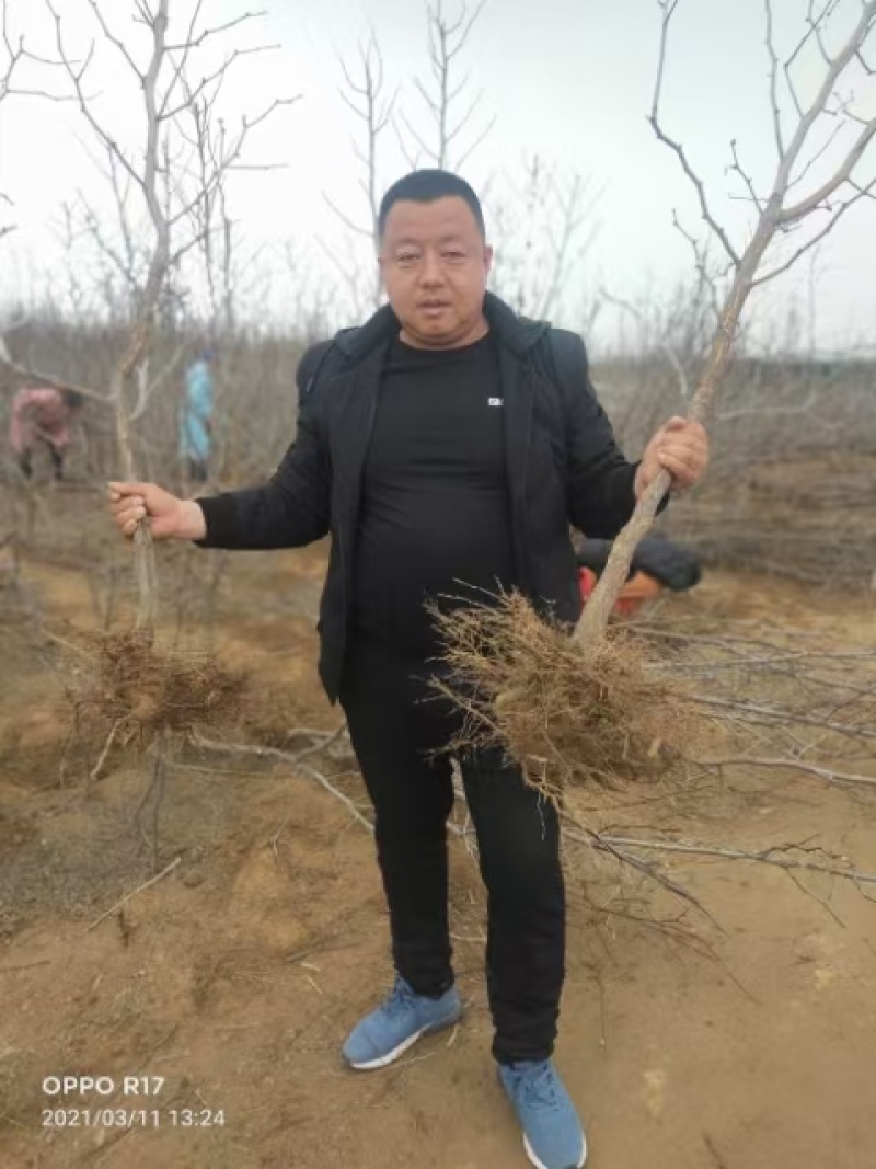 《诚信老店》冬枣苗枣树苗良心经营提供技术指导死苗补发