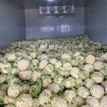 沛县有机花菜散花75天和85天上市了松花菜花型白质量好