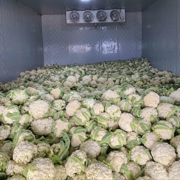 沛县有机花菜散花75天和85天上市了松花菜花型白质量好